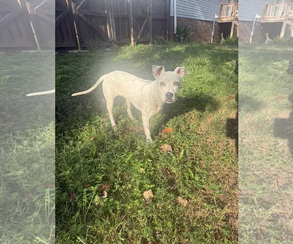 Medium Photo #4 Mutt Puppy For Sale in Greenville, SC, USA