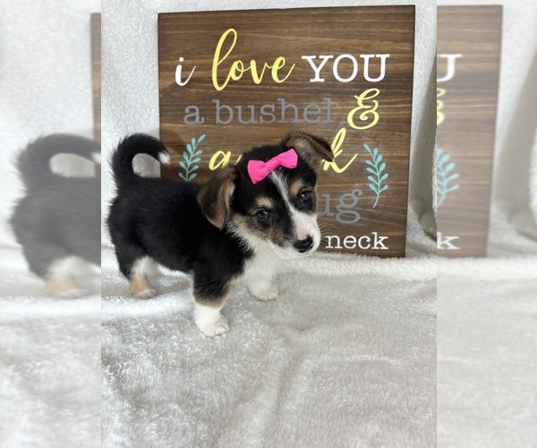 Medium Photo #1 Pembroke Welsh Corgi Puppy For Sale in GREENFIELD, IN, USA