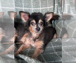 Small Photo #3 Chihuahua-Unknown Mix Puppy For Sale in Oakhurst, NJ, USA