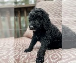 Puppy 2 Labradoodle-Poodle (Standard) Mix