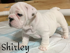 Small Photo #1 English Bulldog Puppy For Sale in EAGLE CREEK, IN, USA