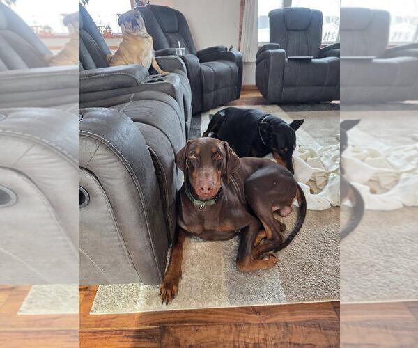 Medium Photo #3 Doberman Pinscher Puppy For Sale in Minneaoplis, MN, USA