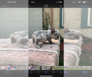 French Bulldog Puppy for sale in SACRAMENTO, CA, USA