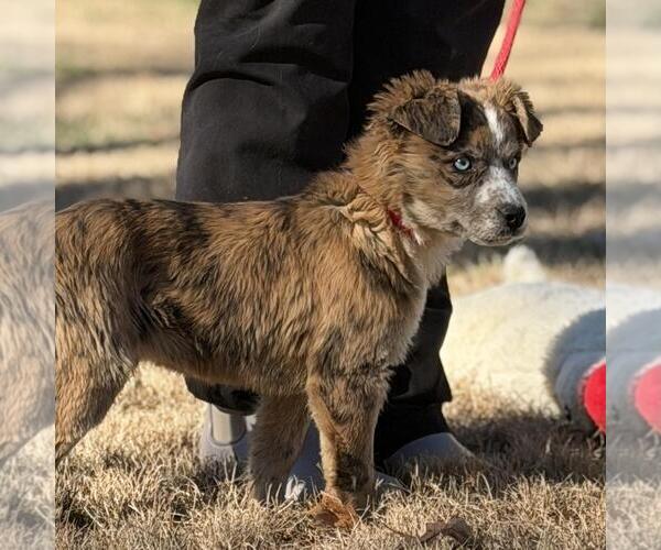 Medium Photo #3 Border-Aussie Puppy For Sale in Yardley, PA, USA