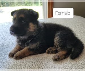 German Shepherd Dog Puppy for sale in FAIRFIELD, IL, USA