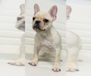 French Bulldog Puppy for sale in CINCINNATI, OH, USA