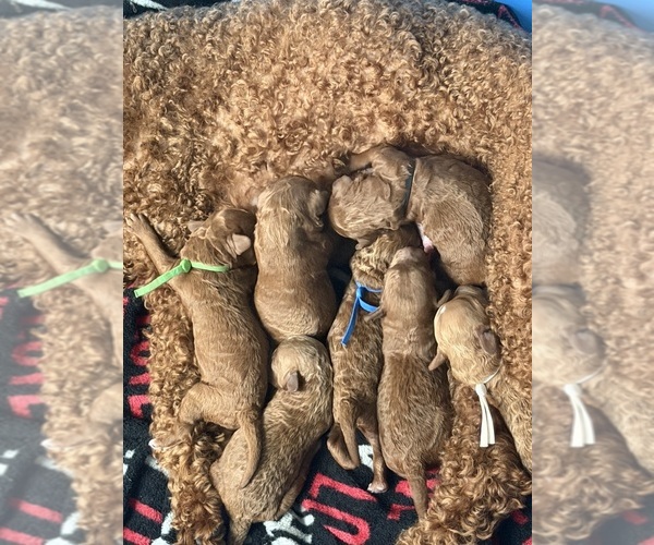 Medium Photo #1 Goldendoodle mix (+ Poodle Miniature) Puppy For Sale in HOUSTON, TX, USA