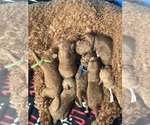Small Goldendoodle mix (+ Poodle Miniature)
