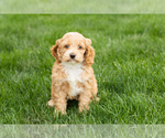 Small #2 Cockapoo (Miniature)