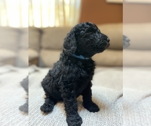 Goldendoodle Puppy for Sale in SOUTH GLENS FALLS, New York USA