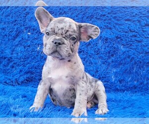 French Bulldog Puppy for sale in BOSTON, MA, USA