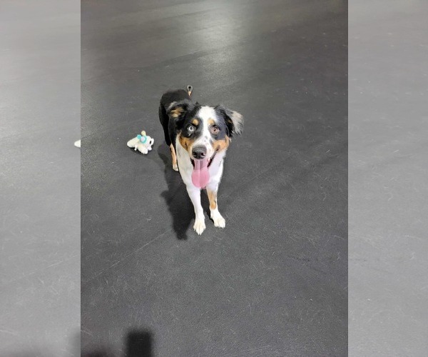 Medium Photo #4 Australian Shepherd Puppy For Sale in Highland, IL, USA