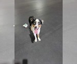 Small #3 Australian Shepherd