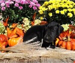 Small Photo #4 Great Dane Puppy For Sale in BANGOR, WI, USA
