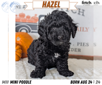 Puppy 2 Poodle (Miniature)
