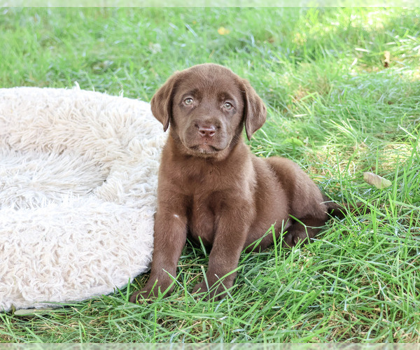 Medium Photo #4 Labrador Retriever Puppy For Sale in SYRACUSE, IN, USA