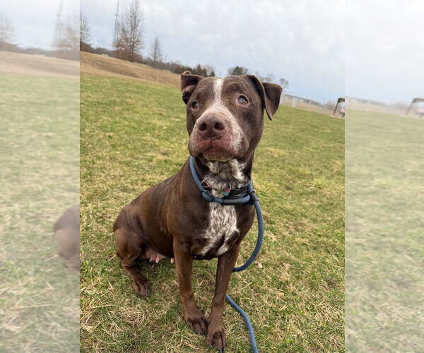 Medium Photo #4 American Staffordshire Terrier-Labrador Retriever Mix Puppy For Sale in Pierceton , IN, USA