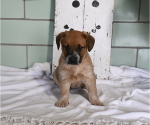 Australian Cattle Dog Puppy for sale in MILLERSBURG, OH, USA