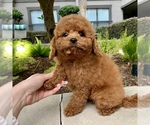 Small Photo #4 Cavapoo Puppy For Sale in HOUSTON, TX, USA