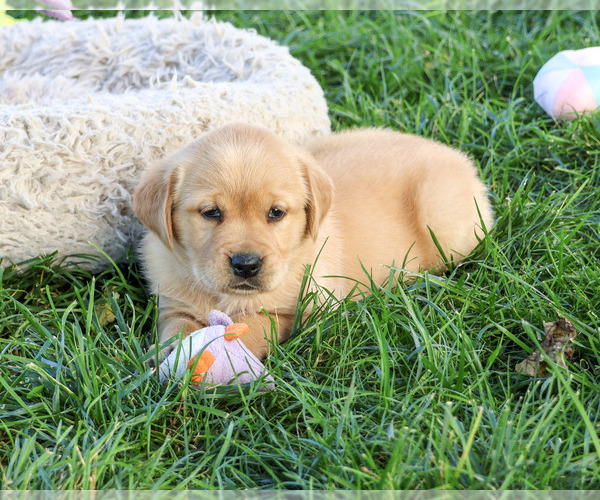 Medium Photo #4 Golden Labrador Puppy For Sale in SYRACUSE, IN, USA