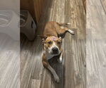 Small Mutt
