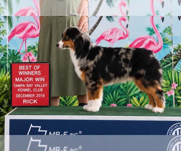 Medium Photo #1 Miniature American Shepherd Puppy For Sale in GREENVILLE, FL, USA