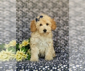 Cock-A-Poo Puppy for sale in KIRKWOOD, PA, USA