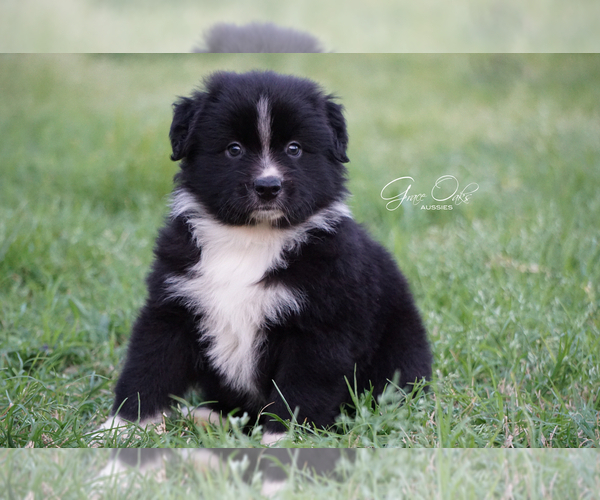 Medium Photo #3 Australian Shepherd Puppy For Sale in HOUSTON, TX, USA