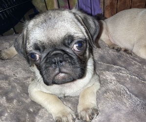 Pug Puppy for sale in WHITTIER, CA, USA