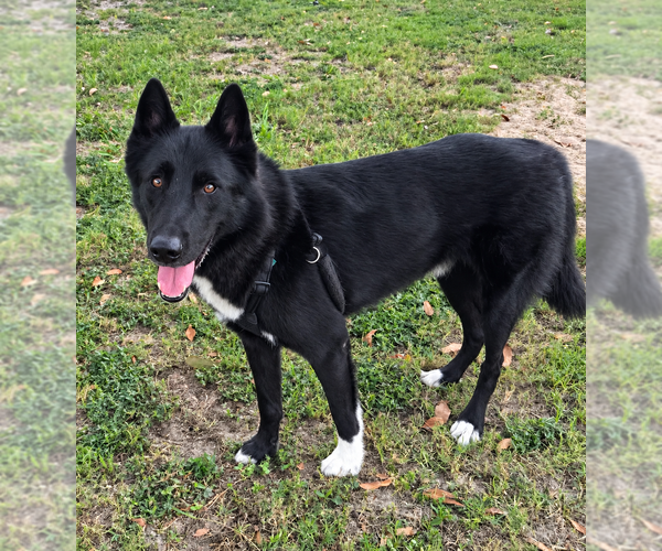 Medium Photo #1 Mutt Puppy For Sale in St. Augustine, FL, USA