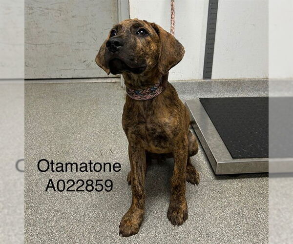 Medium Photo #1 Plott Hound-Unknown Mix Puppy For Sale in Palmetto, FL, USA
