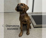 Small Plott Hound Mix