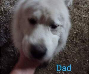 Father of the Great Pyrenees puppies born on 05/22/2022