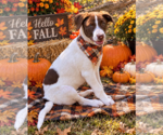Small Photo #2 Labrador Retriever Puppy For Sale in Yardley, PA, USA