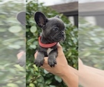 Small Photo #7 French Bulldog Puppy For Sale in METUCHEN, NJ, USA