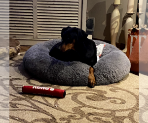 Klaus - Male Doberman Pinscher Dog for Adoption - Photo #20
