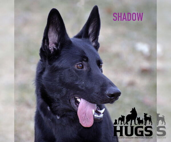 Medium Photo #22 German Shepherd Dog Puppy For Sale in Gretna, NE, USA