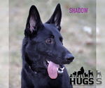 Small #21 German Shepherd Dog