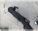 Small #10 Doberman Pinscher