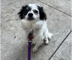 Chion Dogs for adoption in Brooklyn, NY, USA