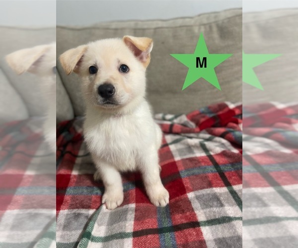 Medium Photo #3 German Shepherd Dog Puppy For Sale in ALACHUA, FL, USA