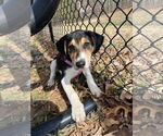 Small #7 Treeing Walker Coonhound Mix