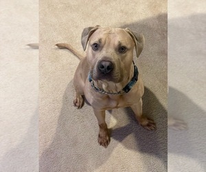 American Bully Puppy for sale in MARLBORO, MD, USA