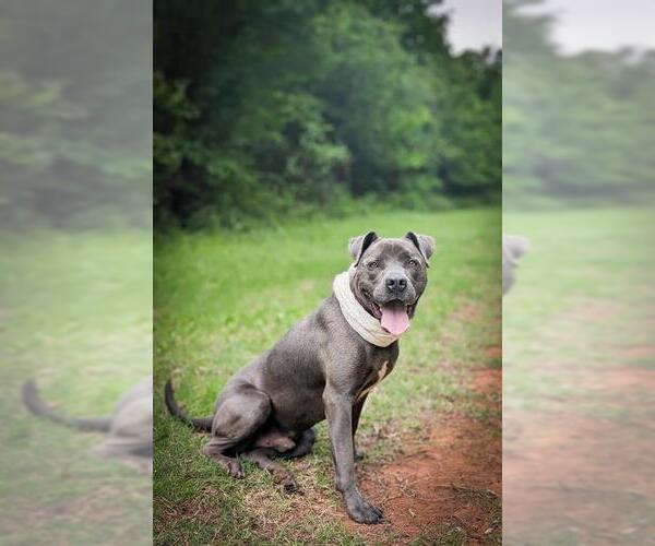 Medium Photo #1 American Bulldog-Unknown Mix Puppy For Sale in Oklahoma City, OK, USA