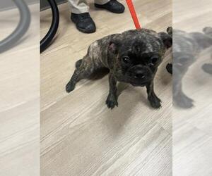 Pug-Unknown Mix Dogs for adoption in Pearland, TX, USA