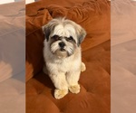 Small #1 Shih Tzu Mix