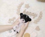 Small Photo #6 Poodle (Toy) Puppy For Sale in Seoul, Seoul, Korea, South