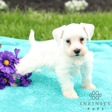 Medium Photo #1 Schnauzer (Miniature) Puppy For Sale in GAP, PA, USA