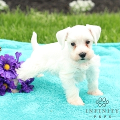 Schnauzer (Miniature) Puppy for sale in GAP, PA, USA