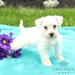 Small Photo #1 Schnauzer (Miniature) Puppy For Sale in GAP, PA, USA